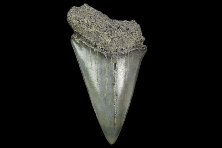 Fossil Mako Shark Tooth - South Carolina #128762